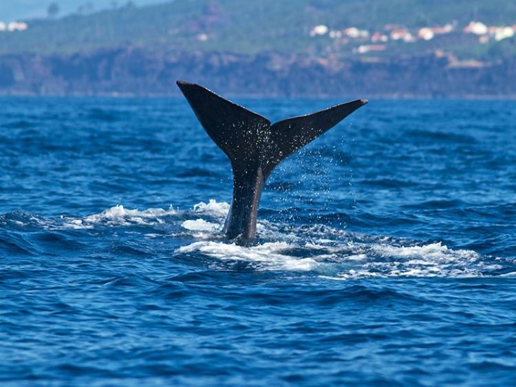 Singlereis Azoren Eilandhoppen