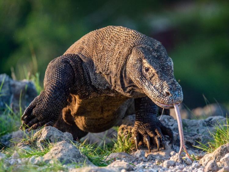 Dag 5: Labuan Bajo – Komodo Archipel