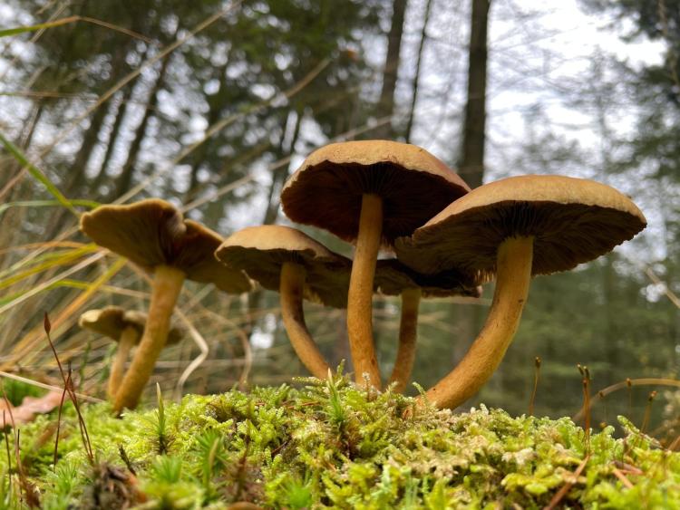 Singlereis Body en Mind Yoga en Wellness op de Veluwe