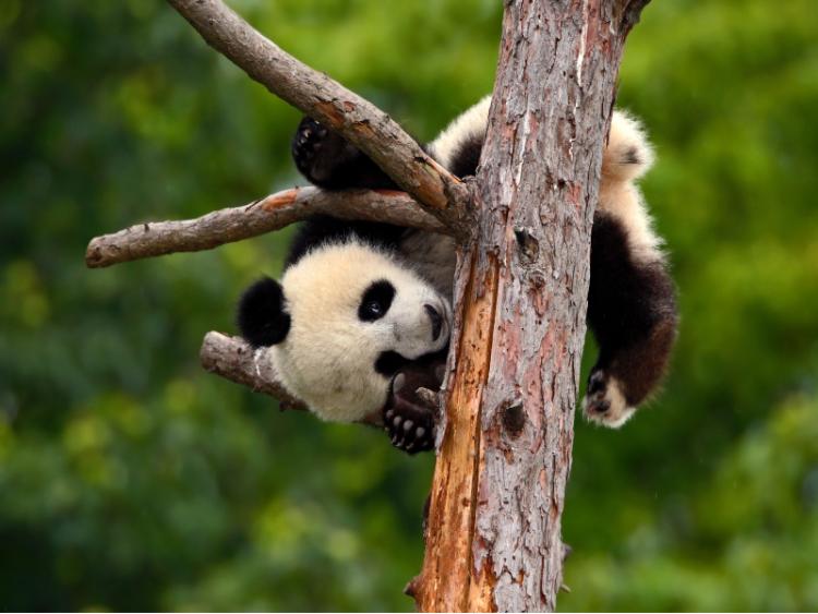 Dag 10 - Chengdu / Excursie Reuzenpanda's