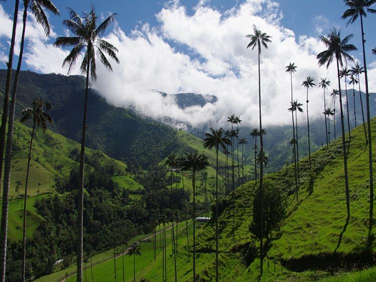 Dag 8 - Salento: optioneel Valle de Cocora