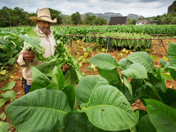Dag 5 - Havana - Las Terrazas - Viñales
