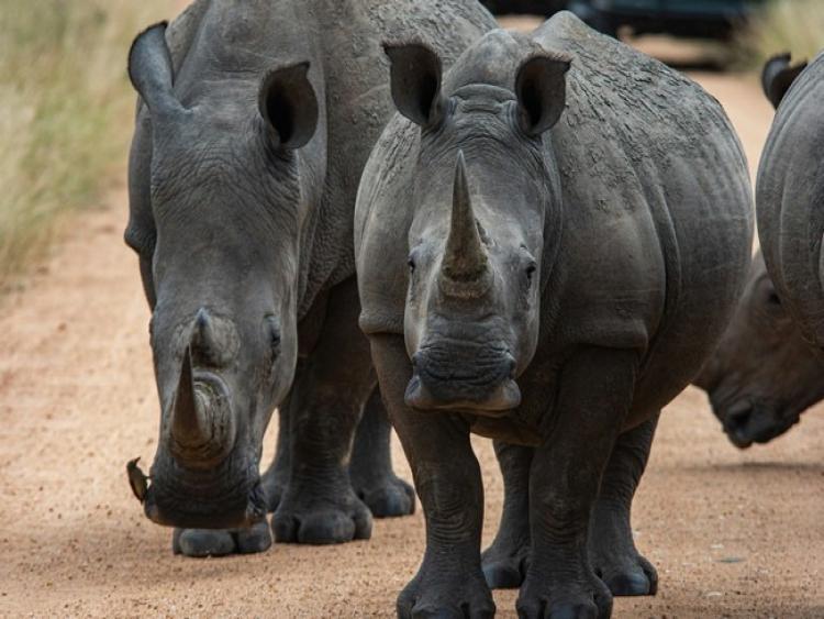 Singlereis Duiken en op safari in Zuid Afrika en Mozambique 