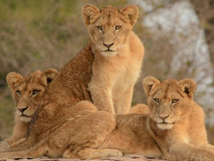 Singlereis Duiken en op safari in Zuid Afrika en Mozambique 