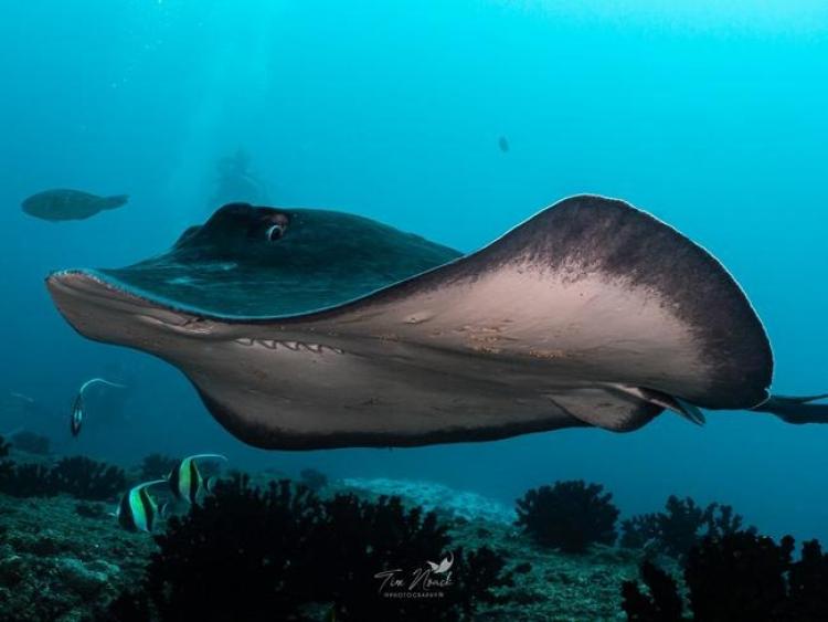 Singlereis Duiken en op safari in Zuid Afrika en Mozambique 