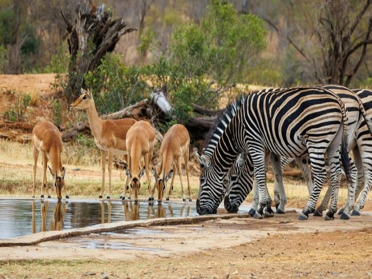 Singlereis Duiken en op safari in Zuid Afrika en Mozambique 