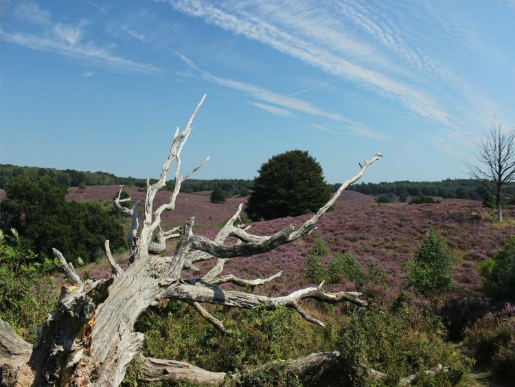 Singlereis Er even tussenuit Tussen Maas en Waal