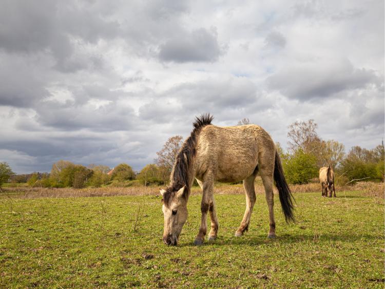 Singlereis Er even tussenuit Tussen Maas en Waal