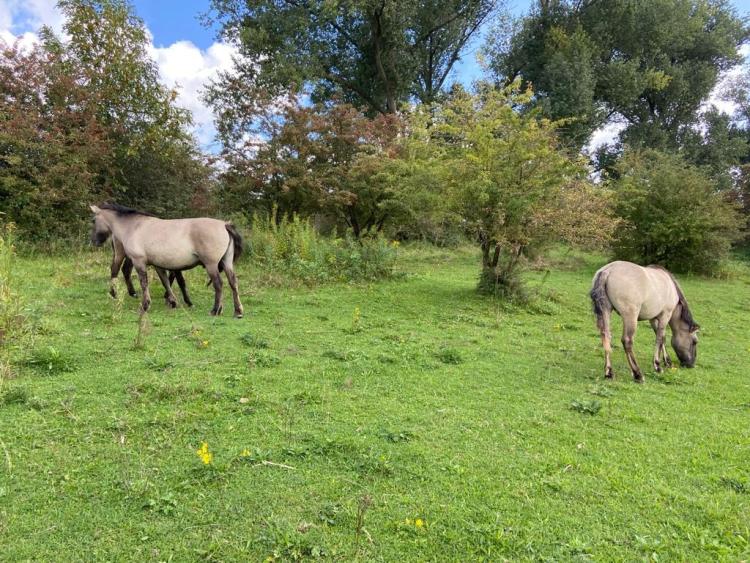 Singlereis Er even tussenuit Tussen Maas en Waal