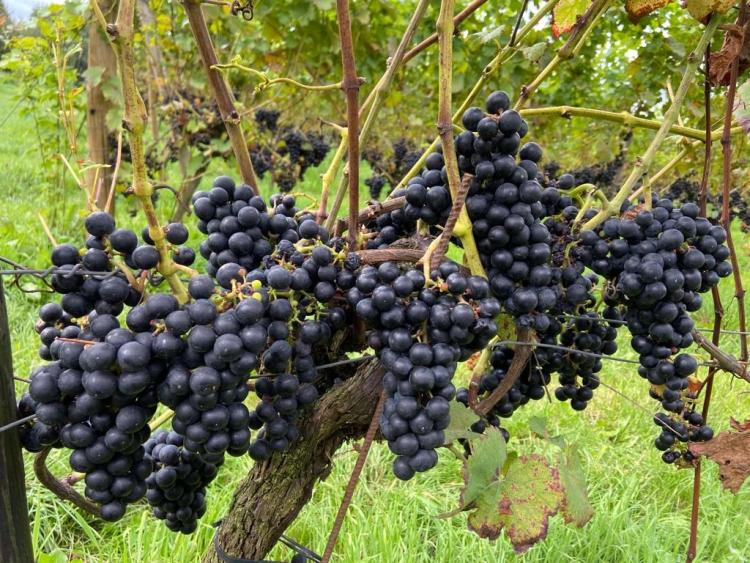 Singlereis Er even tussenuit Tussen Maas en Waal