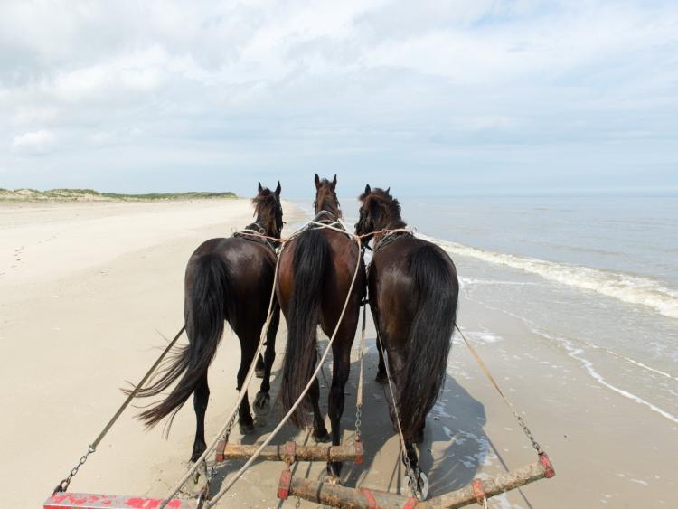 Singlereis Er even tussenuit op Terschelling