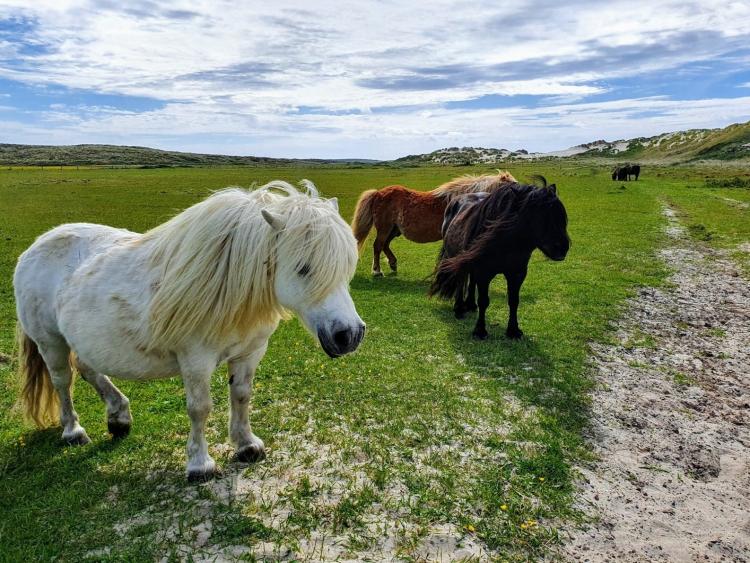 Singlereis Er even tussenuit op Terschelling