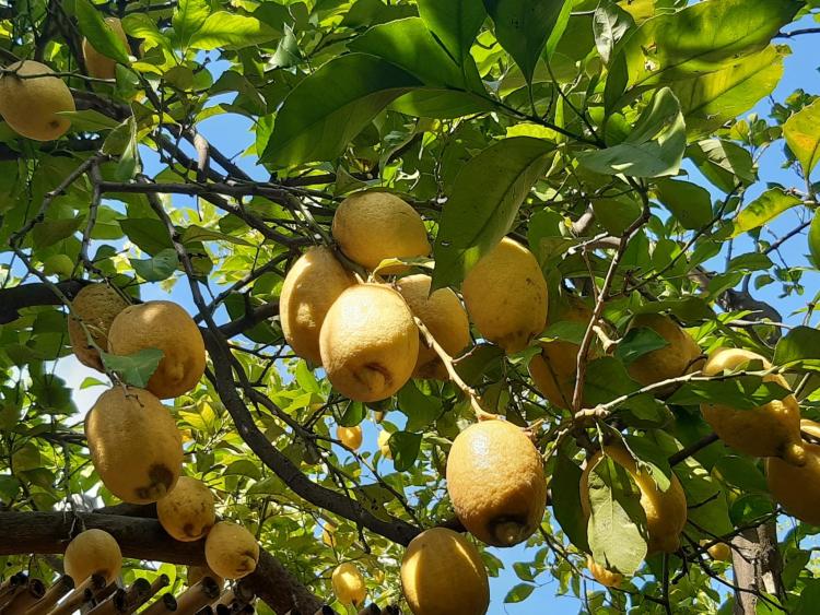 Singlereis Genieten van Zon en Cultuur Golf van Napels