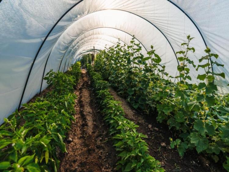 Singlereis Genieten van Zon en Cultuur In Gabrovo, Noord-Macedonië