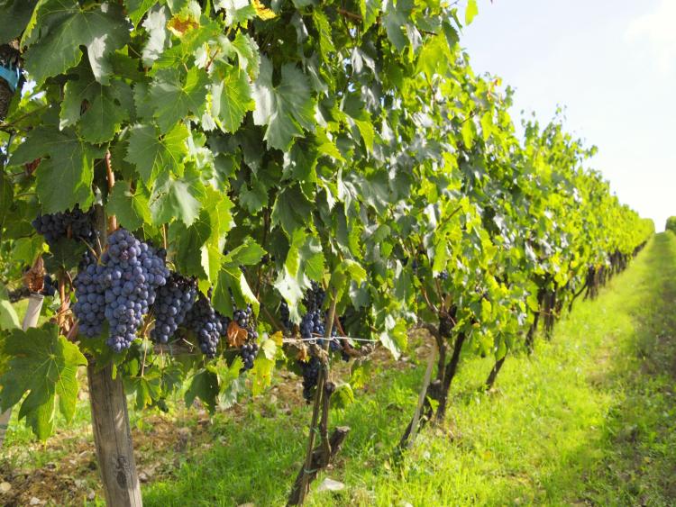 Singlereis Genieten van Zon en Cultuur in Toscane