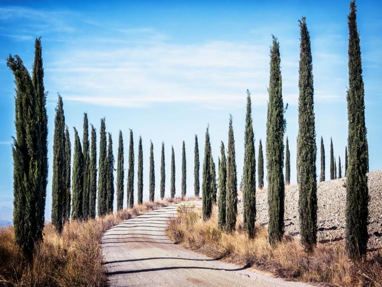 Singlereis Genieten van Zon en Cultuur in Toscane