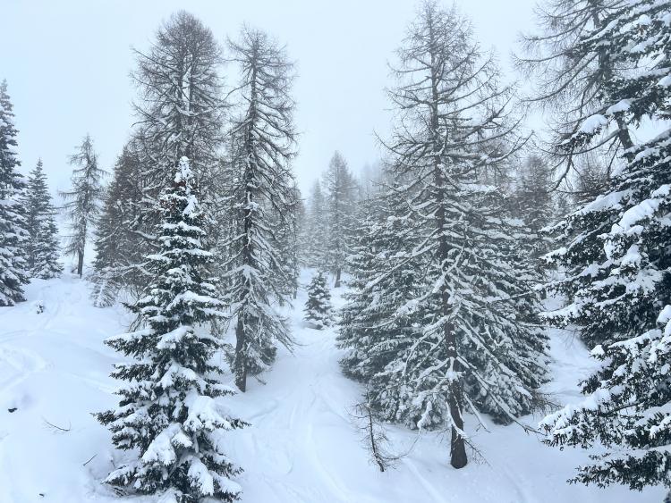 Singlereis Genieten van wintersport in Pinzolo