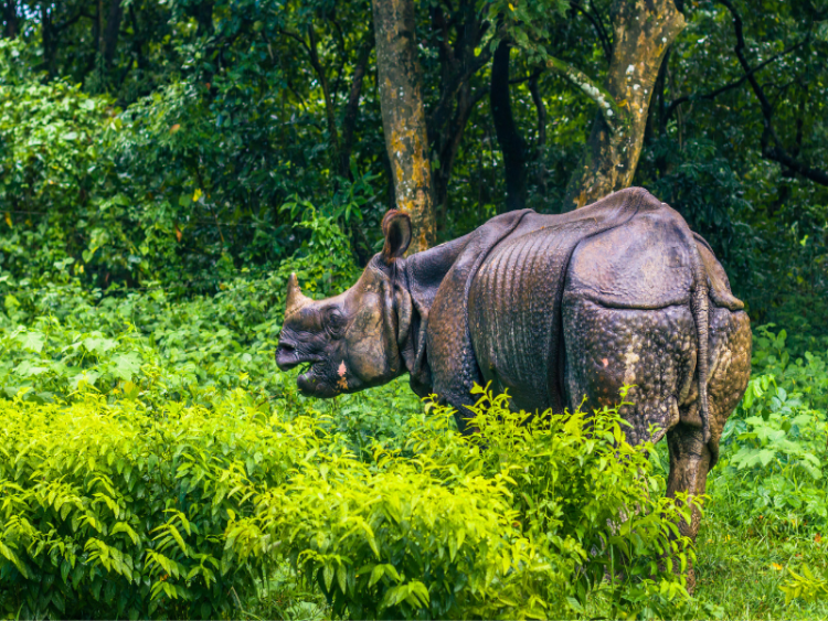 Dag 12 - Lumbini – Chitwan Nationaal Park