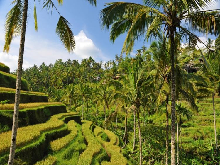 Dag 6: Ubud