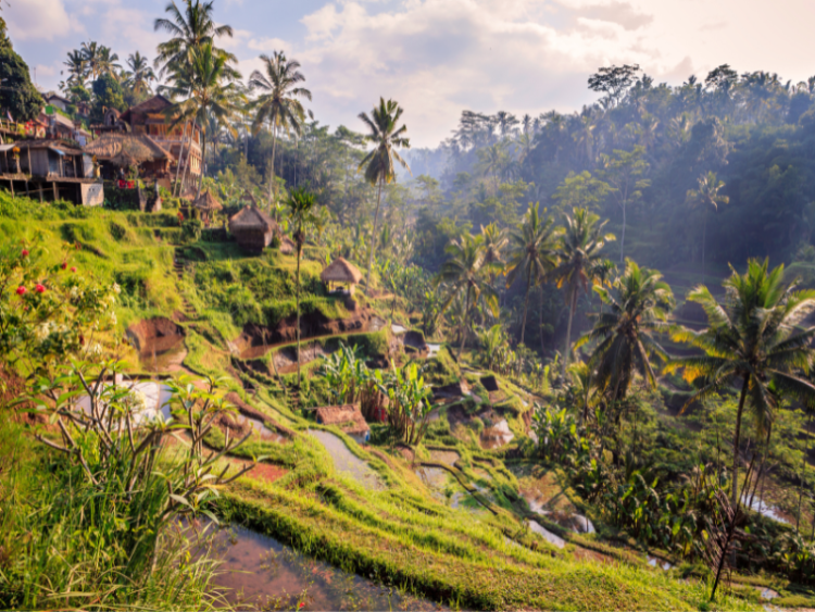 Dag 14: Ubud