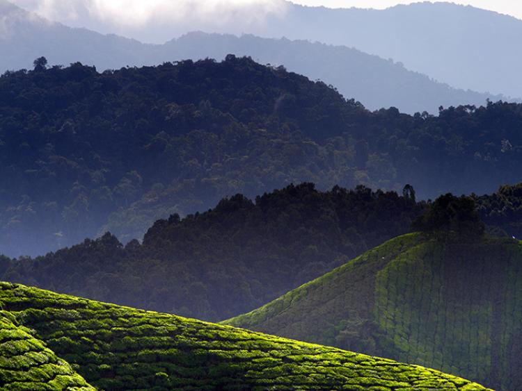 Dag 6 - Taman Negara – Cameron Highlands