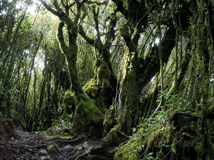 Dag 7 - Cameron Highlands