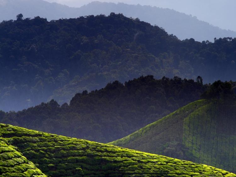 Dag 10 - Cameron Highlands