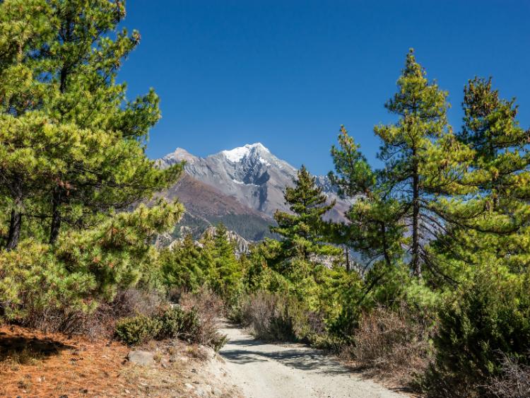 Dag 7 - Pisang - Ngawal