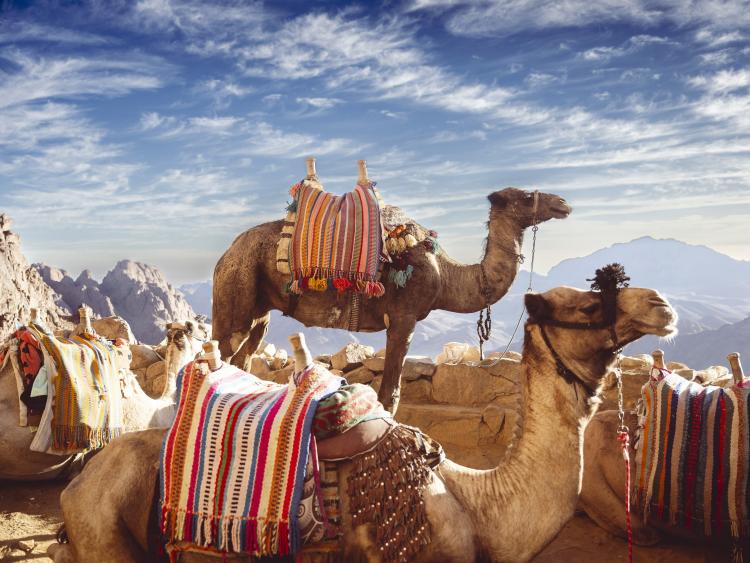 Singlereis Rondreis Zuid-Marokko: Kasbahs & Sahara