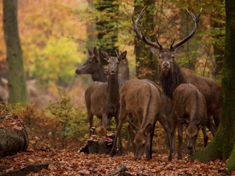 Singlereis Weekendjeweg XL (HBO-WO) Wandelen op de Veluwe