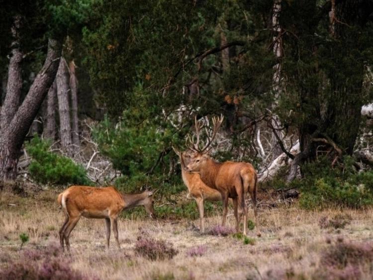 Singlereis Weekendjeweg XL (HBO-WO) Wandelen op de Veluwe