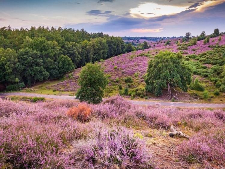 Singlereis Weekendjeweg XL (HBO-WO) Wandelen op de Veluwe