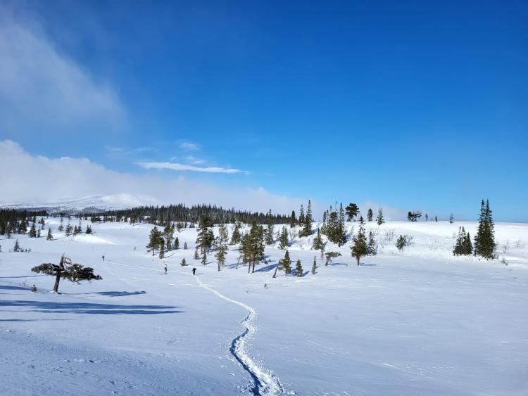 Singlereis Winters Avontuur in Zweeds Lapland