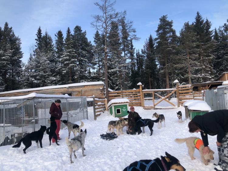 Singlereis Winters Avontuur in Zweeds Lapland