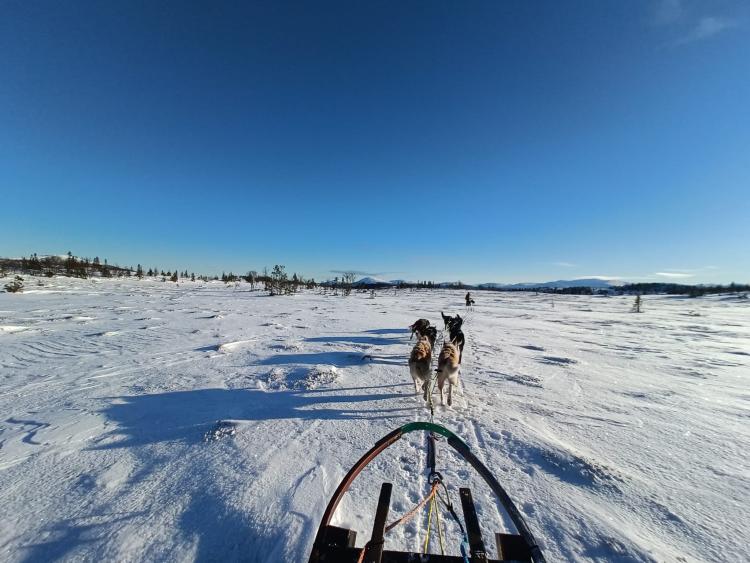 Singlereis Winters Avontuur in Zweeds Lapland