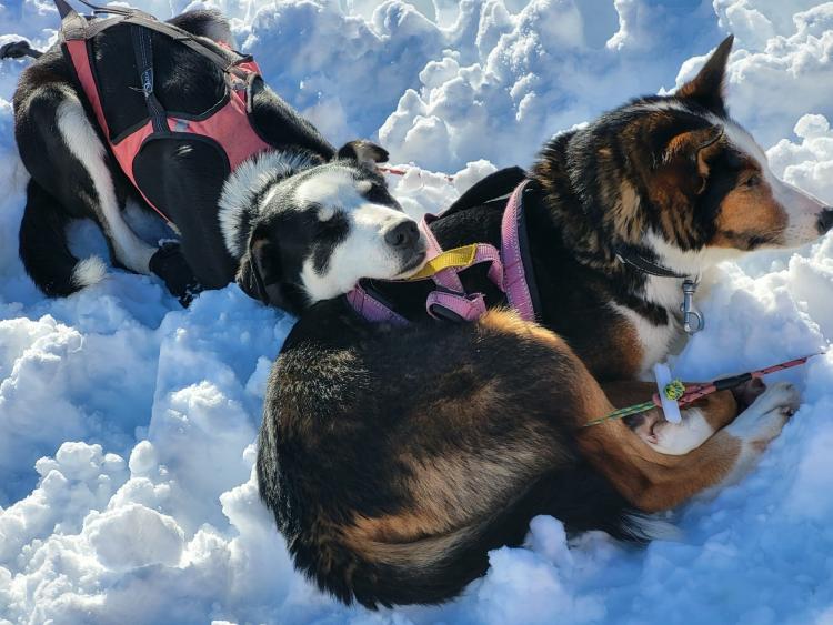 Singlereis Winters Avontuur in Zweeds Lapland