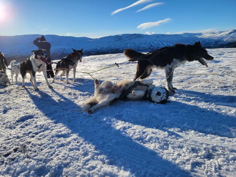 Singlereis Winters Avontuur in Zweeds Lapland