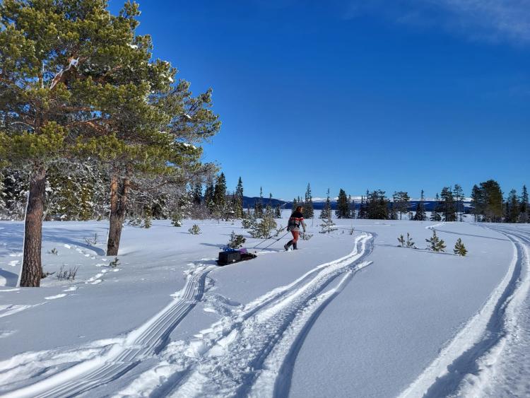 Singlereis Winters Avontuur in Zweeds Lapland