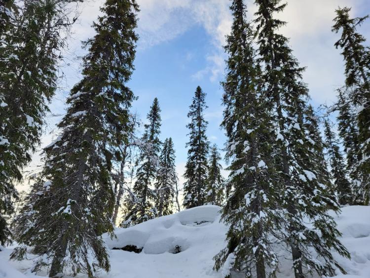 Singlereis Winters Avontuur in Zweeds Lapland