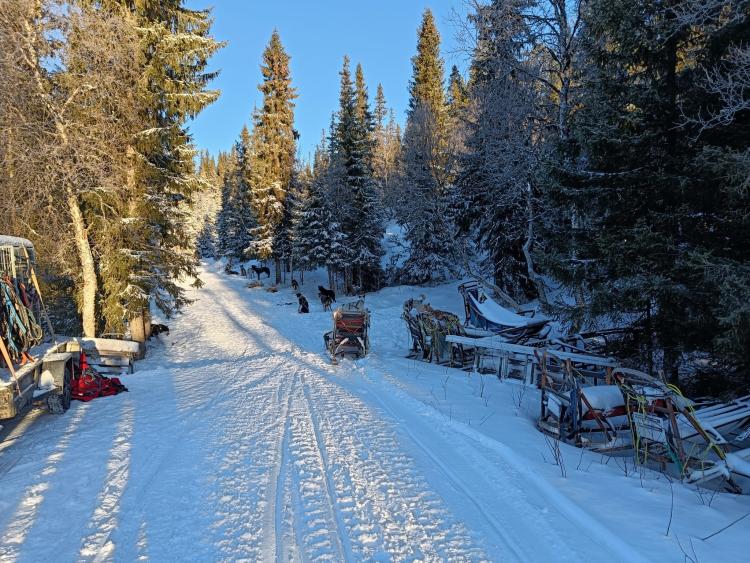 Singlereis Winters Avontuur in Zweeds Lapland