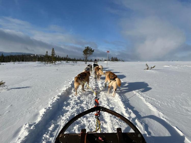 Singlereis Winters Avontuur in Zweeds Lapland