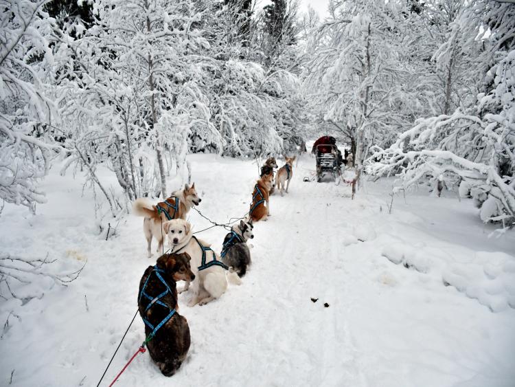 Singlereis Winters Avontuur in Zweeds Lapland