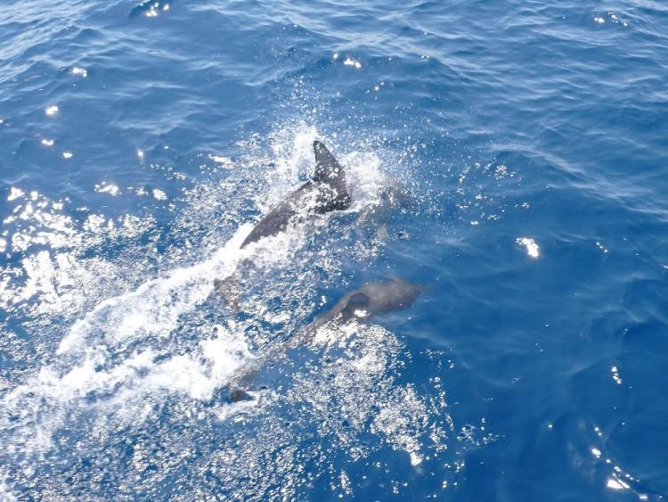 Singlereis Zeilen Kos en Griekse Eilanden