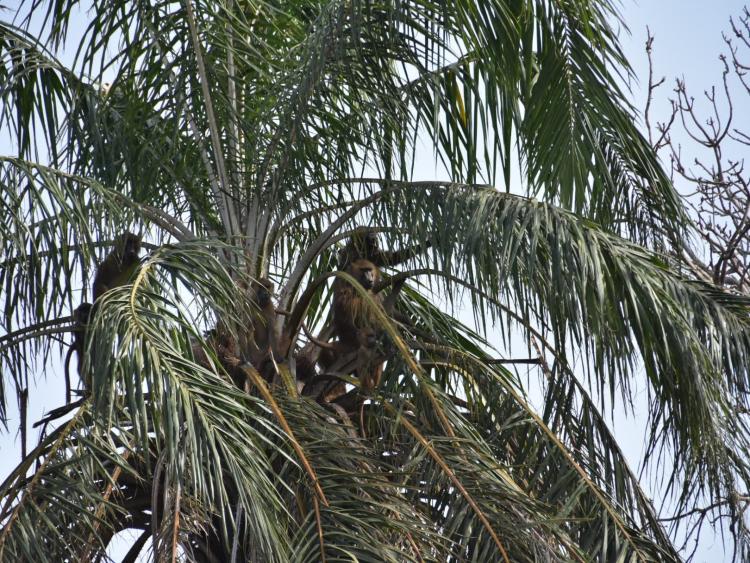 Singlereis Zon, Zee en Strand in Gambia 