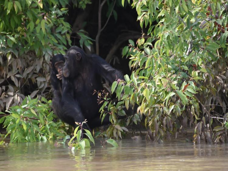 Singlereis Zon, Zee en Strand in Gambia 