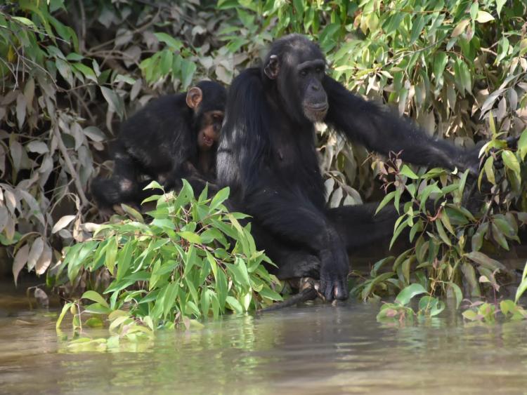 Singlereis Zon, Zee en Strand in Gambia 
