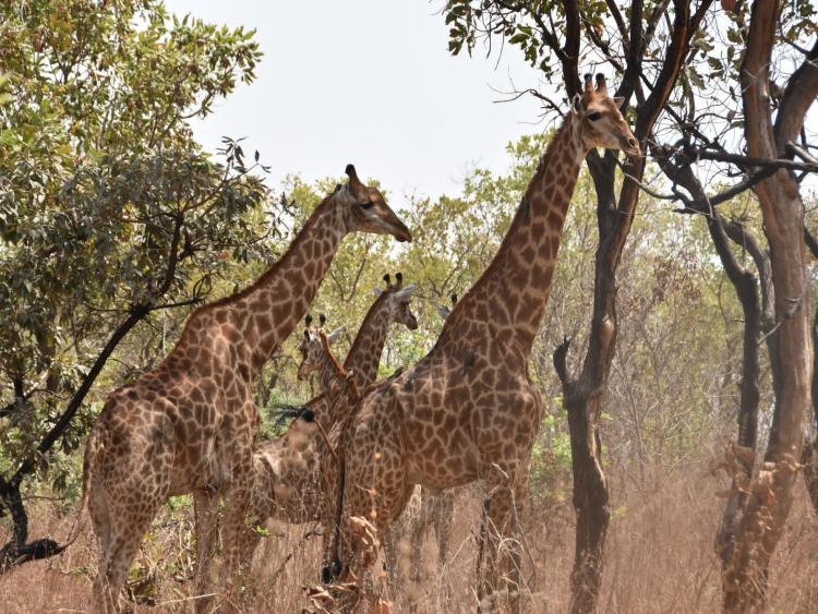 Singlereis Zon, Zee en Strand in Gambia 