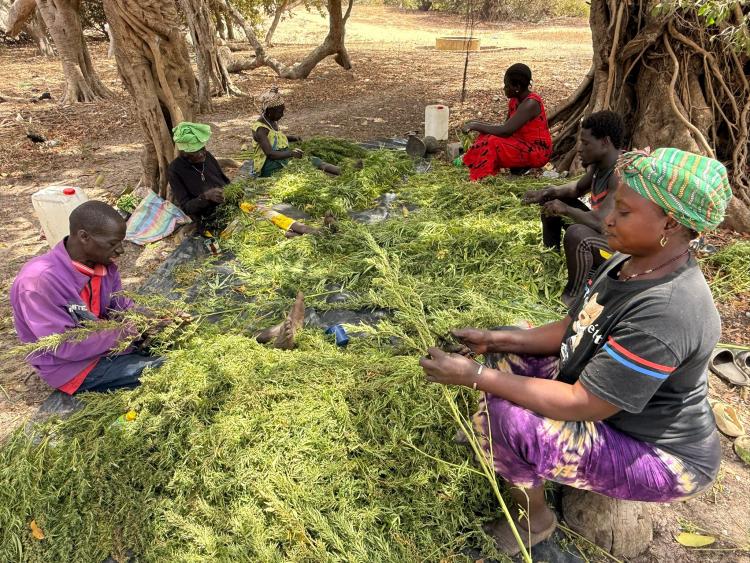 Singlereis Zon, Zee en Strand in Gambia 