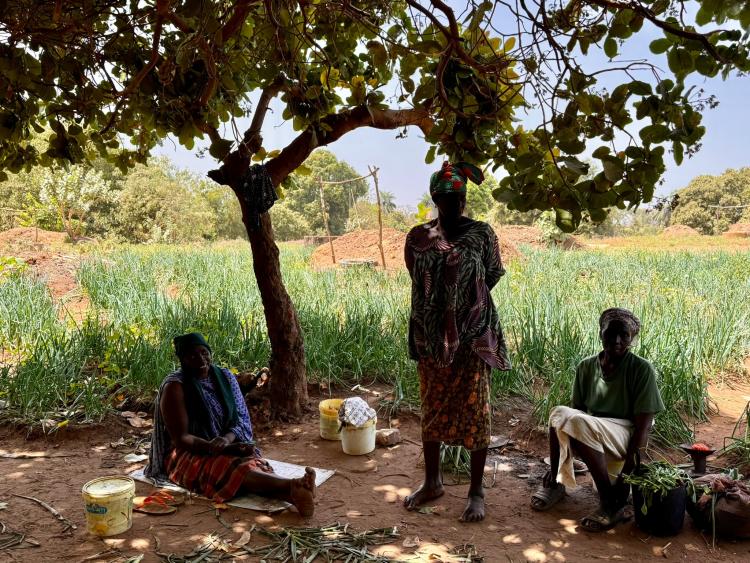 Singlereis Zon, Zee en Strand in Gambia 