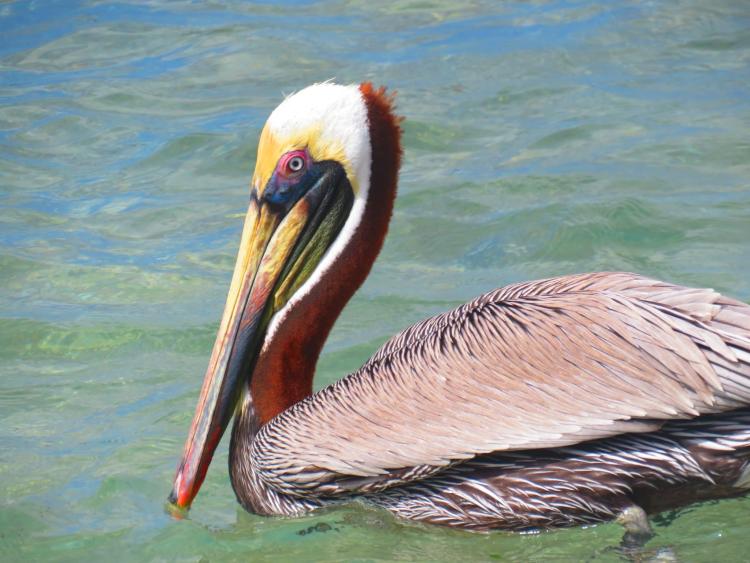 Singlereis Zon, Zee en Strand op Curaçao